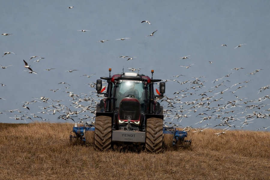 Black Headed Gulls flock around a cultivator at Up Marden.png